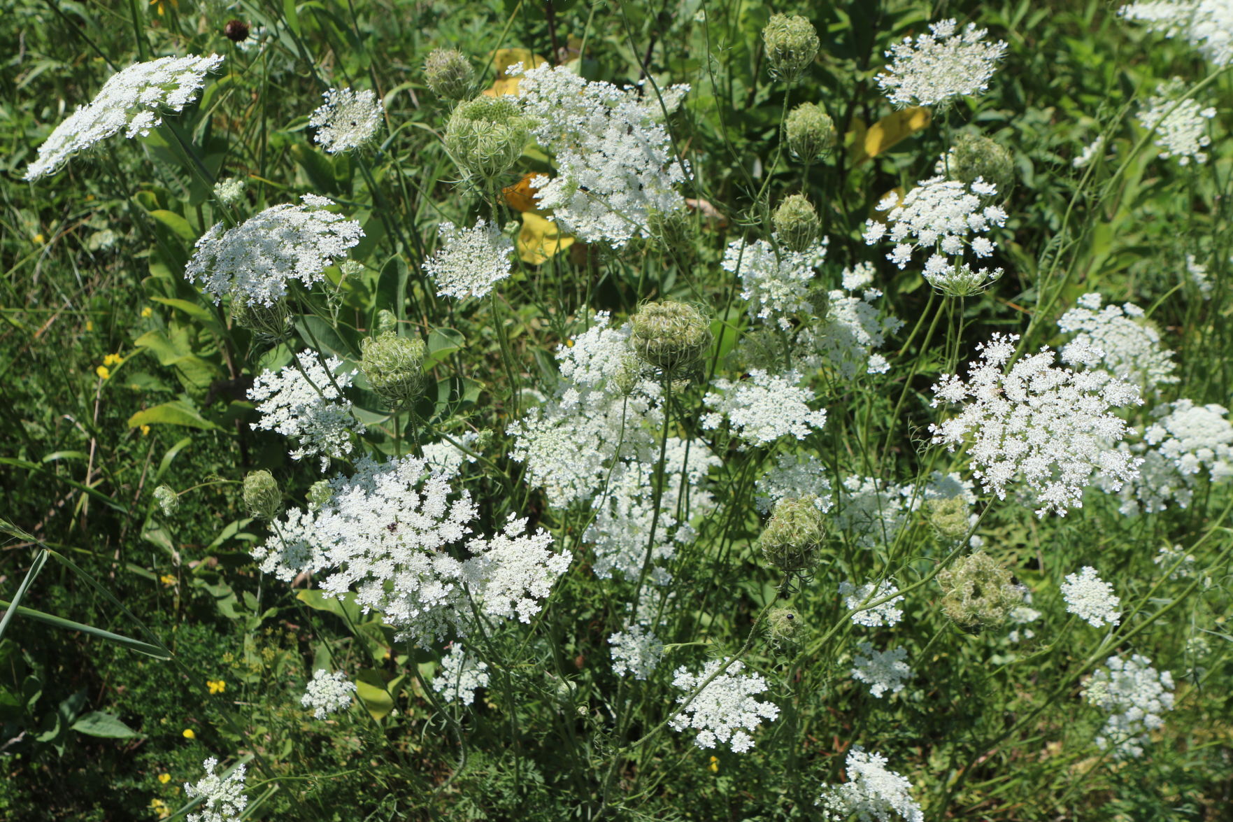 Flowers 1